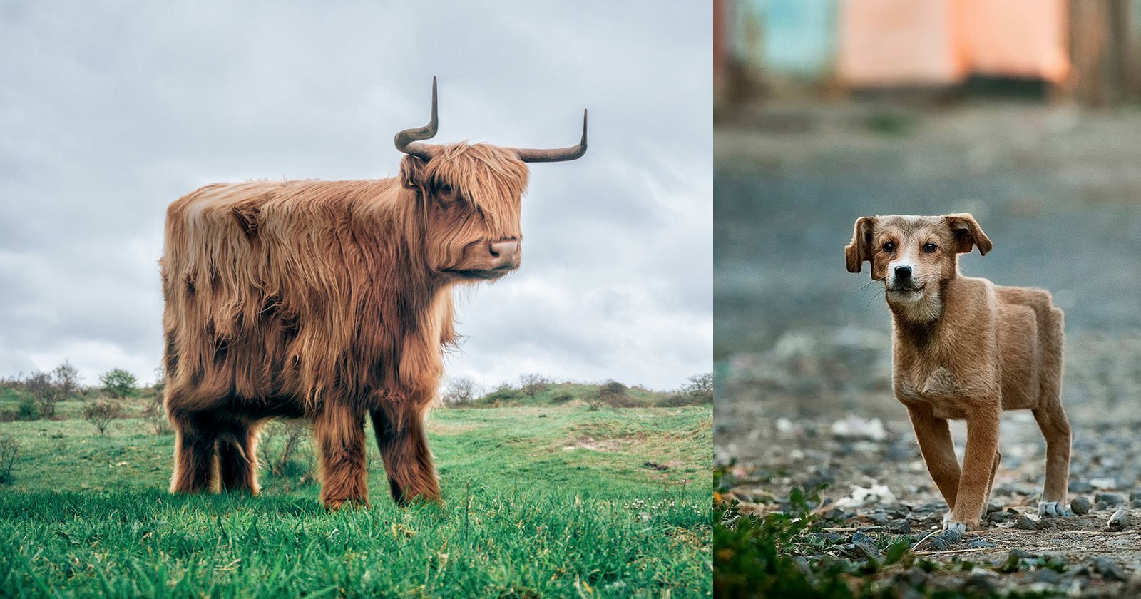 Minecraft in Real Life: Retoucher Turns Real Animals Into 